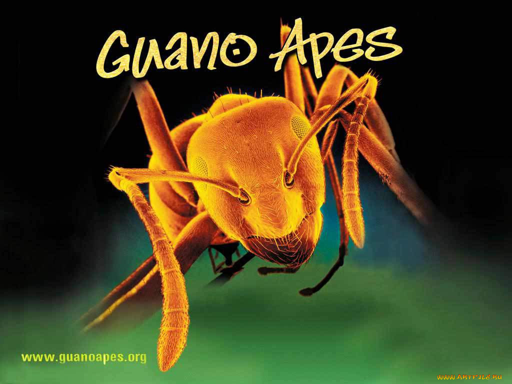 , guano, apes